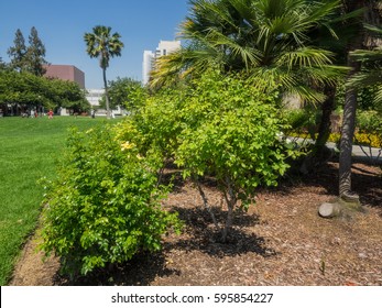 San Jose State University Is A Comprehensive Public University Located In San Jose, California.