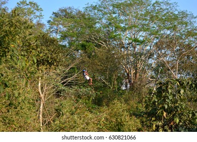 SAN JUAN DEL SUR, NICARAGUA - APRIL 23TH, 2017: Unidentified Tourist Doing A Zipline In A Tropical Forest At San Juan De Sur Beach, Nicaragua, On April 23th, 2017