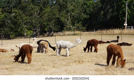 San Juan Island The Farm At Krystal Acres