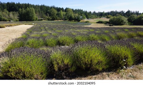 San Juan Island Pelindaba Lavender Farm