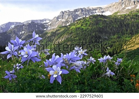 San Juan Mountains columbine flowers Yankee Boy Basin