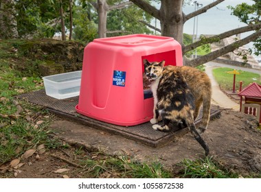 SAN JUAN, PR - MARCH 4, 2018: Save A Gato Provides Food For Abandoned Cats In San Juan, Puerto Rico.