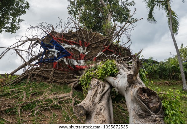 Stock photo of a the Puerto Rico flag on tree roots blown down by hurricane Maria in 2018