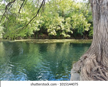 The San Marcos River Rises From The San Marcos Springs, The Location Of Aquarena Springs, In San Marcos, Texas. Taken In October 5, 2017 At Sewell Park.