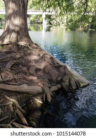 The San Marcos River Rises From The San Marcos Springs, The Location Of Aquarena Springs, In San Marcos, Texas. Taken In October 5, 2017 At Sewell Park.