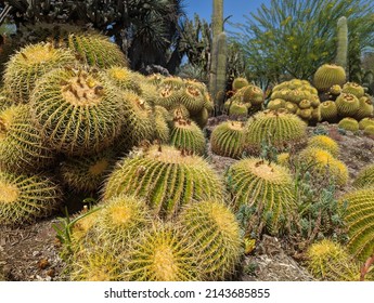 San Marino, California - April 07, 2022: Golden Barrel Cactus In The Cactus Garden At Huntington Library, Art Museum, And Botanical Gardens