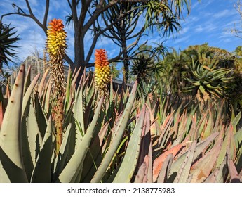 San Marino, California - March 03, 2022: Stone Aloe Plants In Bloom At The Huntington Library, Art Museum, And Botanical Gardens