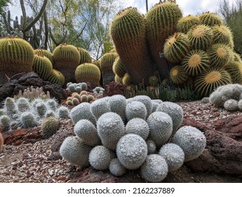 San Marino, California - May 29, 2022: Mammillaria And Golden Barrel Cactus In The Desert Garden At Huntington Library, Art Museum, And Botanical Gardens