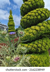 San Marino, California - May 29, 2022: Artichoke Plant And Topiaries In The Children's Garden At Huntington Library, Art Museum, And Botanical Gardens