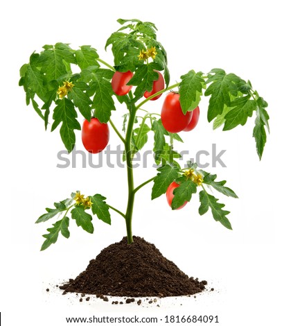 San Marzano, plum or pomodoro tomatoes plant and leaves isolated on white background