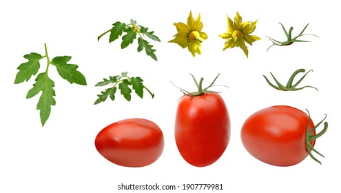 San Marzano, Plum Or Roma Tomato  Leaf And Flowers Isolated On White Background For Graphic Design. Clipping Path Included.