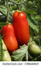 San Marzano Tomaten/Paradeiser auf Reisen im Gemüsegarten