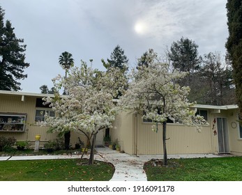 San Rafael, California - USA:  February 11, 2021 - A Mid Century Modern Home With Two Flowering Fruit Tress And A Cloud Covered Sun