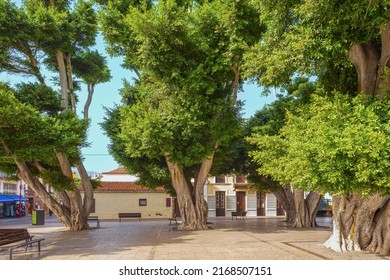 SAN SEBASTIAN DE LA GOMERA, SPAIN - FEBRUARY 03,2022. Indian Laurel, A Huge Ficus Tree On The Constitution Plaza Of The Town. He City Is The Capital Of The Island