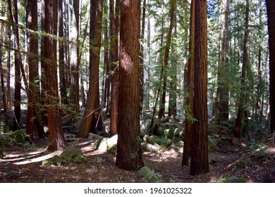 Sanborn County Park In Santa Clara, CA.