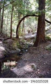 Sanborn County Park In Santa Clara, CA.