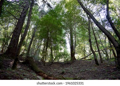 Sanborn County Park In Santa Clara, CA.