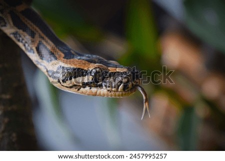Sanca Bodo or Burmese python. Python bivittatus Kuhl, 1820. Phytonidae