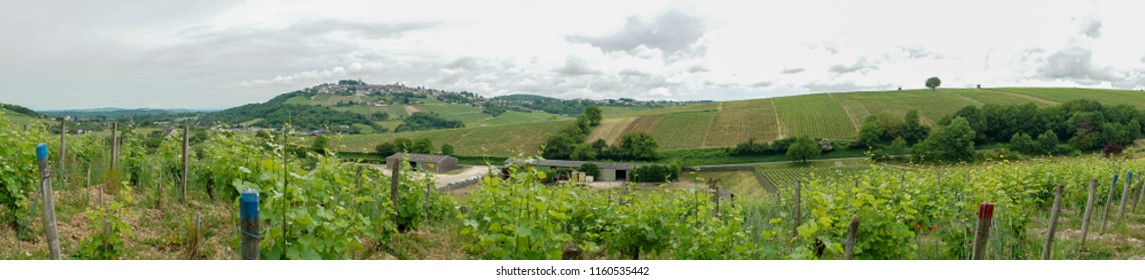 Sancerre, France vineyards grapevine in spring