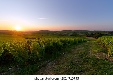 Sancerre Vineyard In The Loire Valley