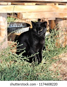 Sanctuary Cat Rubs Head 2.