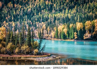 Sanctuary Cove Yellow Forest With River In Fall In Kanas In Xinjiang