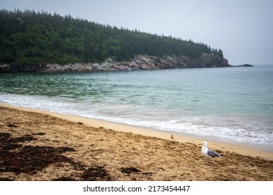 Sand Beach Of Acadia National Park On East Side Of Mount Desert Island.