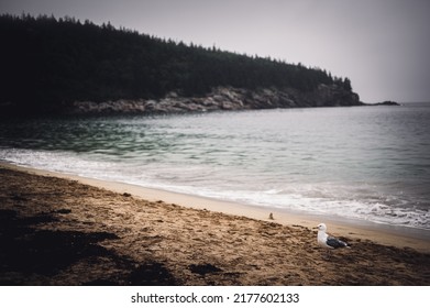 Sand Beach Of Acadia National Park On East Side Of Mount Desert Island.