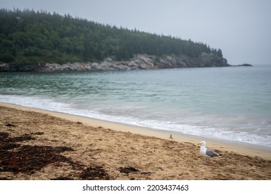 Sand Beach Of Acadia National Park On East Side Of Mount Desert Island.