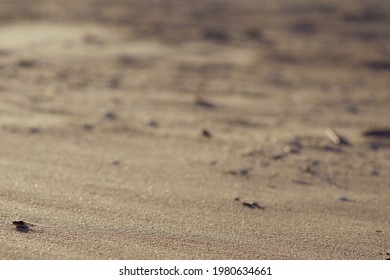 sand beach background and texture. High quality photo - Shutterstock ID 1980634661