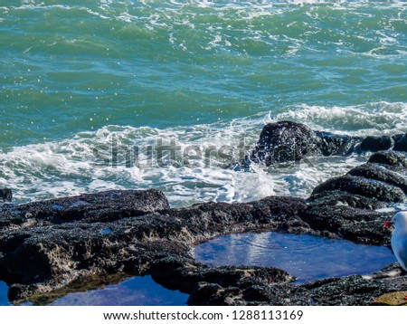 Sand, beach, cliffs, rolling ocean, gannet colonies, blue oceans and crashing waves await the visitors to muriwai