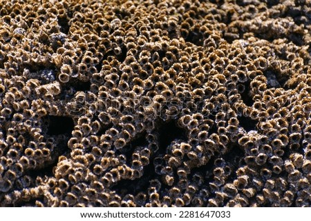 Sand Castle Worm Holes - close-up of tide pool texture