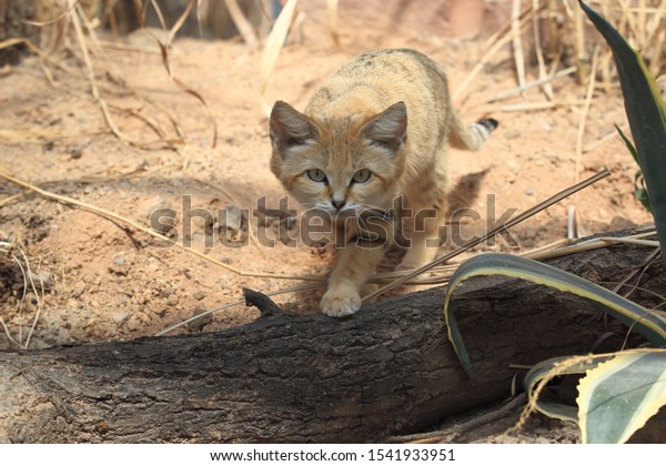 Sand cat in the\
sand