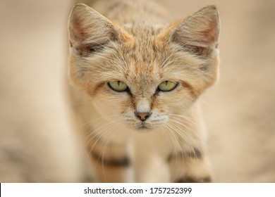 Desert Cat Images Stock Photos Vectors Shutterstock