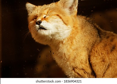 A Sand Cat Or Sand Dune Cat (Felis Margarita In Latin) Rubs Its Nose Against The Glass Of A Zoo Enclosure.