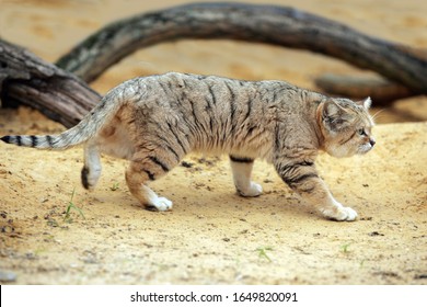 Sand Cat, Felis Margarita, Adult  