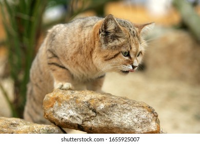 Sand Cat, Felis Margarita, Adult  