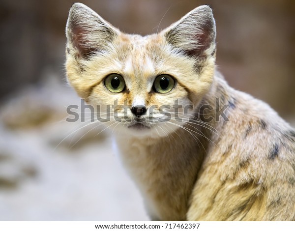 Sand cat,\
Felis margarita, is a beautiful desert\
cat