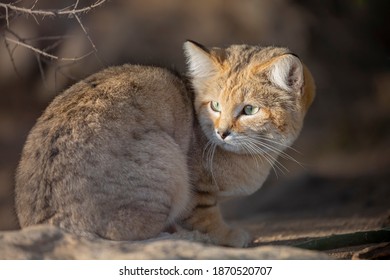 Sand Cat Felis Margarita Close Up