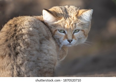 Sand Cat Felis Margarita Close Up