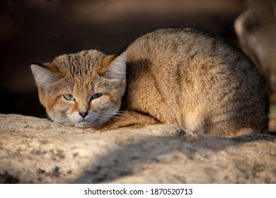 Sand Cat Felis Margarita Close Up