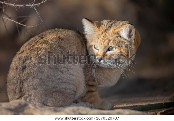 Sand Cat Felis margarita\
close up