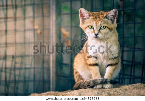 The sand cat (Felis margarita), also known as the sand\
dune cat sitting on a rock of a zoo, with big green eyes looking\
straight to the camera.Steel fence in the background.Imprisoned\
animals concept 