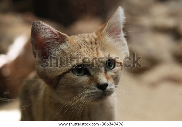Sand cat (Felis margarita), also known as the\
sand dune cat. Wild life animal.\

