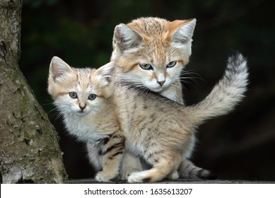 SAND CAT Felis Margarita, MOTHER WITH CUB  