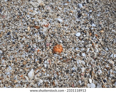 sand and a collection of small shells on the beach
