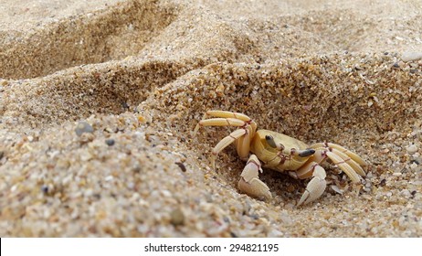 Crab mole Morphological and