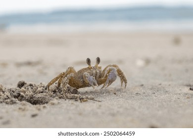 Sand crab at driftwood beach in Florida. - Powered by Shutterstock