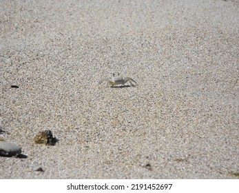 Sand Crab On The Beach In Rincon Puerto Rico