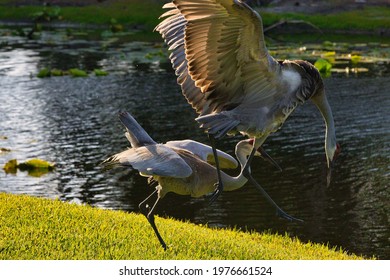 Sand Cranes mating in Stuart Florida